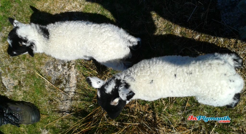 Dartmoor sheep April 2015