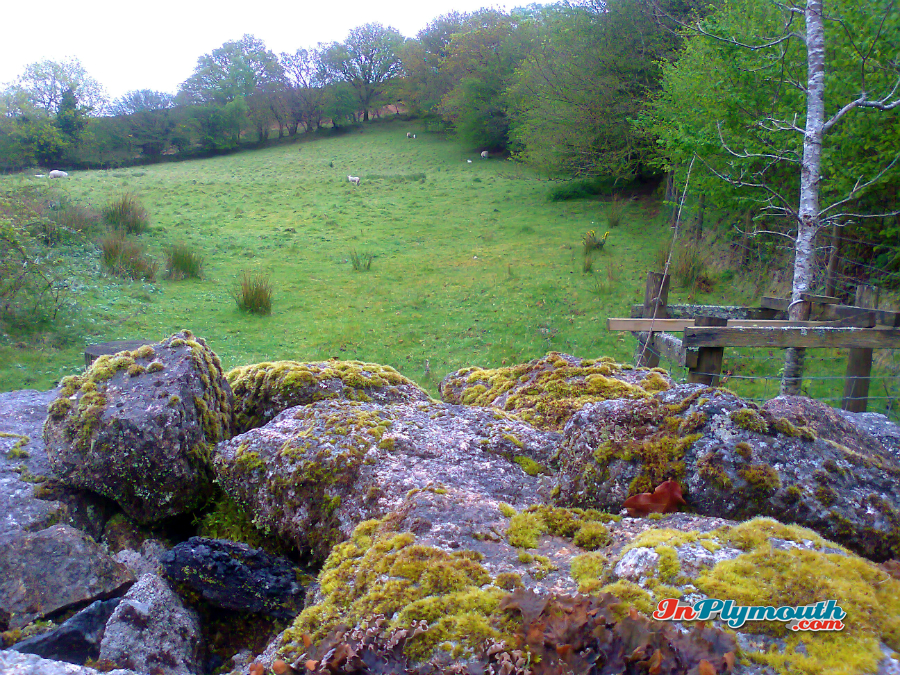 Dartmoor scene May 2015