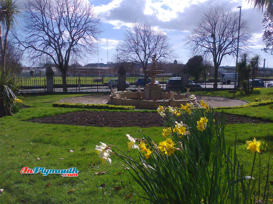 Daffodils in Devonport Park March 2015